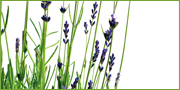 Pacchetti Benessere di Primavera